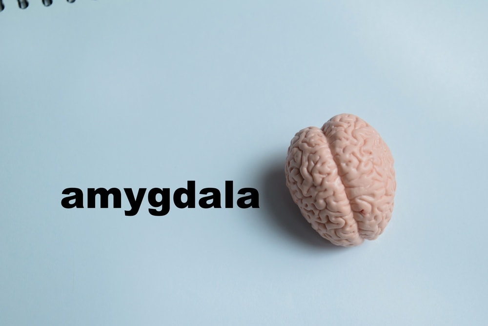 amigdala
