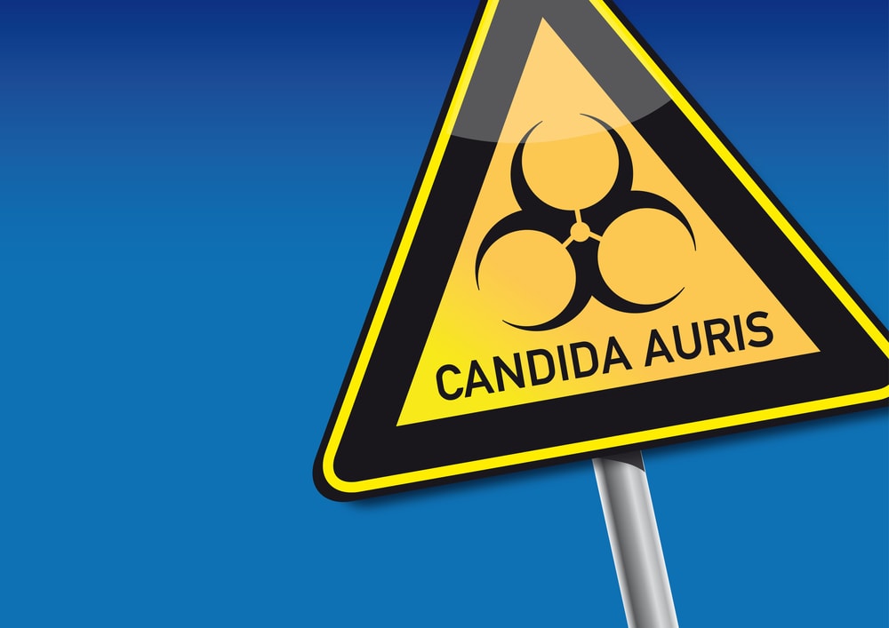 candida auris