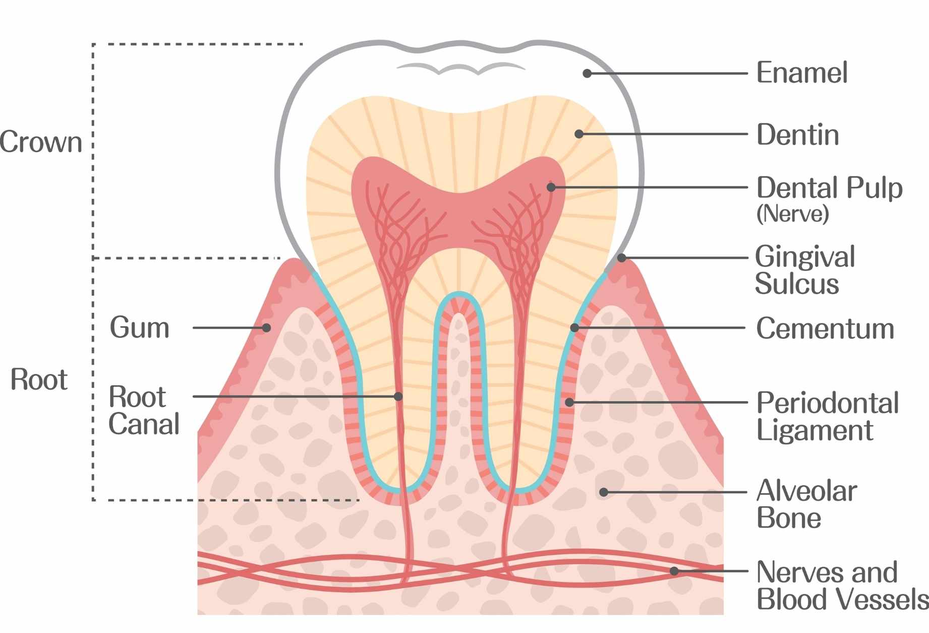 schema osso alveolare