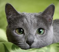 Clinica Pagliani - Legnano